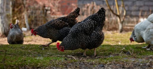 So gelingt es, Hühner im Garten artgerecht zu halten