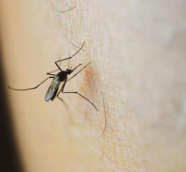 Exotische Stechmücken – gefährlich oder harmlos?