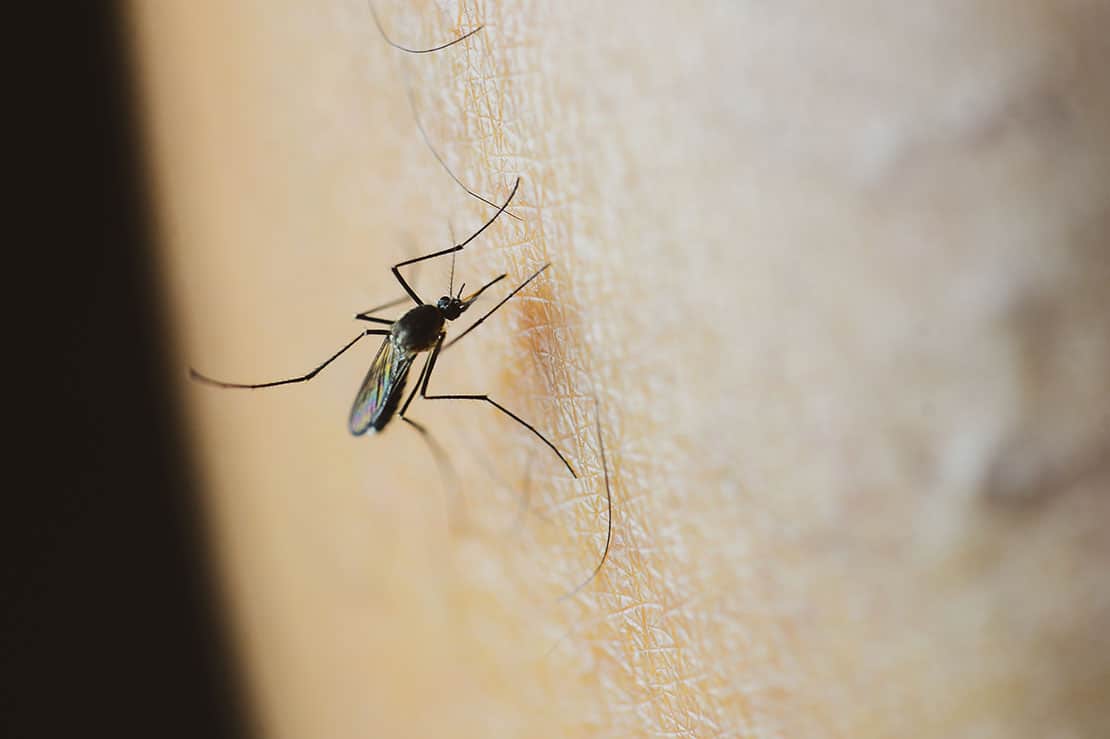 Exotische Stechmücken – gefährlich oder harmlos?
