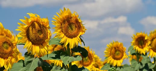 Sonnenblumen - Wunderwerke der Natur