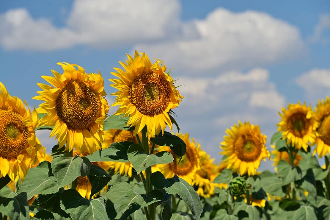 Sonnenblumen – Wunderwerke der Natur
