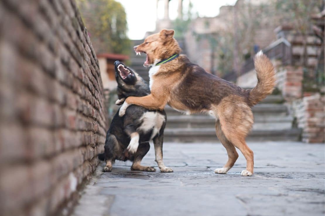 Gefährliche Kampfhunde oder wie der Mensch Hunde gefährlich macht